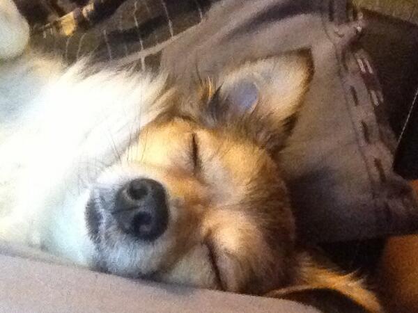 Out for the count our wee Riley