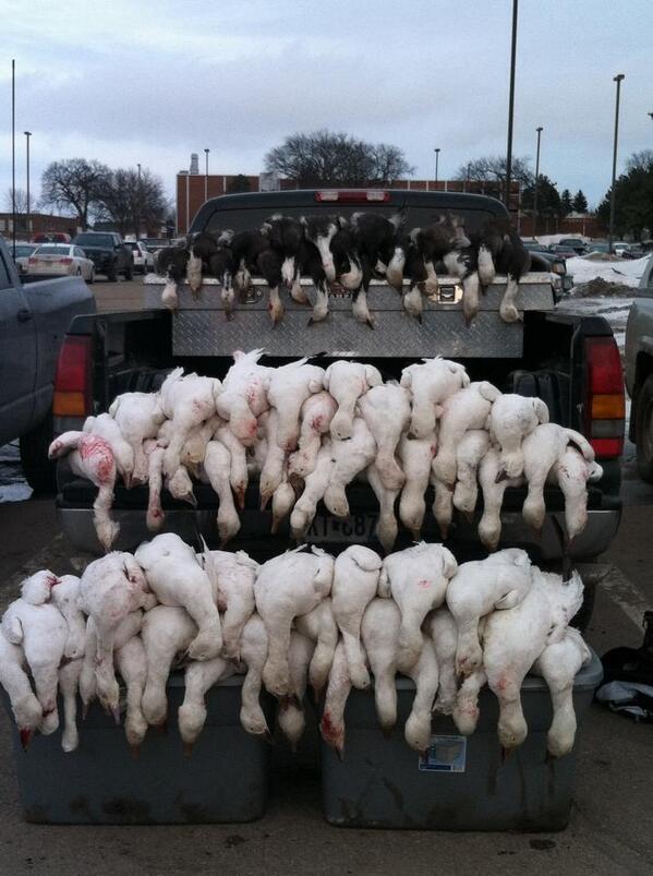 ChubbsStark3's tweet image. 89 snows #funshit