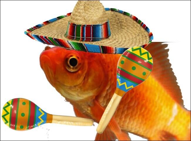 Tropical Fish Memes on X: Our mascot! #mascot #funny #fish #goldfish  #sombrero #art #photoshop #nofilter  / X