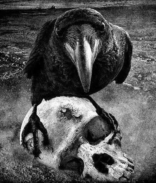 Life_Is__Pain's tweet photo. R A V E N #HoRRoR #BlackandWhite http://t.co/8zz4YMKA2j