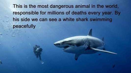 planetposts's tweet photo. The most dangerous animal in the world. http://t.co/YQMGmltQ0z