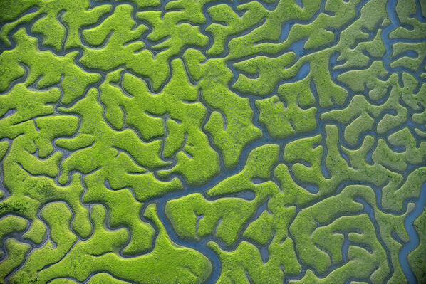 Marismas Parque Natural de Los Toruños #ElPuerto #Cádiz #Andalucía