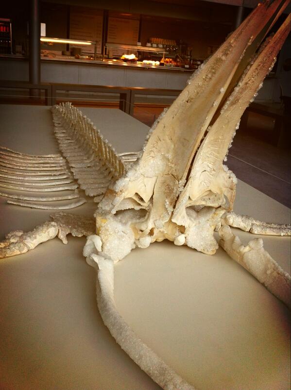 Enjoynorwich On Twitter Minke Whale Skeleton Covered In Alum