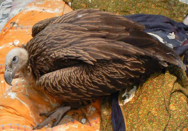 Bombayspca's tweet photo. A white backed vulture was nearly dead when rescued. Thanks to constant care he will soon be released to the wild http://t.co/boRp8sxFdg