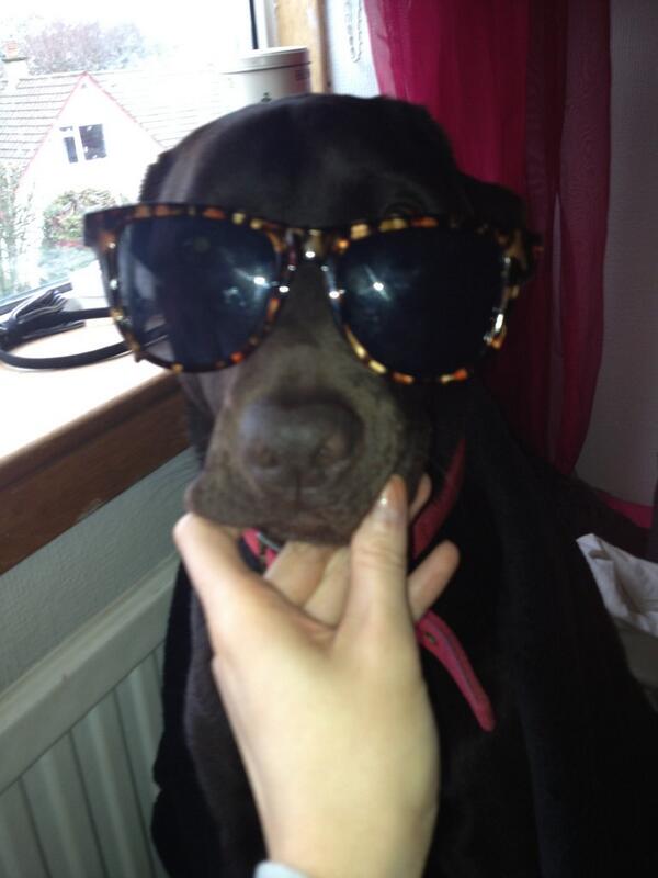 brown_anna's tweet photo. Should be doing uni work but this is more appealing 🐶 she's #raging http://t.co/ThZm0BMMue