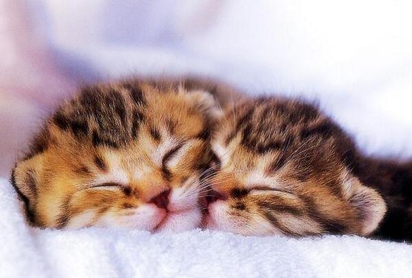 powerofcats's tweet photo. tenderness #cat #cute http://t.co/yd76uRiWUK