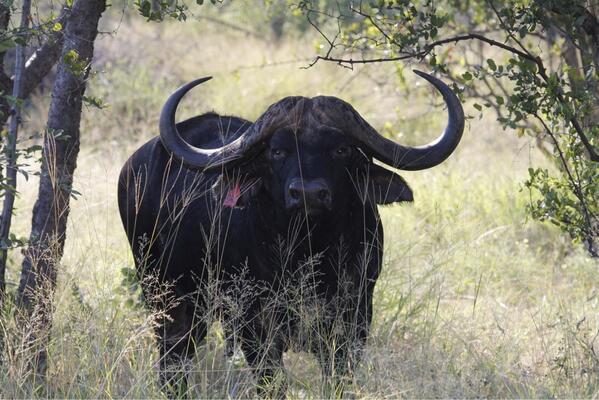 PJBEUKES's tweet photo. Meet "Conroy" , 49inch #Buffalo under 7 years. @MyNews24 @AnjavanZyl @loesilbotha @Beeld_Nuus @ewnupdates http://t.co/0u3XtioGYJ
