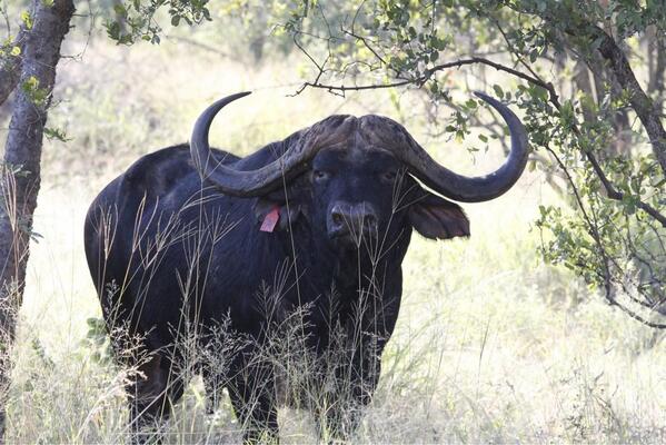 PJBEUKES's tweet photo. "Conroy" #Buffalo 49 inch , +/- 7 yr #edwinclaassen @heleenbeukes @landbou @AnimalPlanet @coolhunting @MyNews24 http://t.co/a2pJQH9flA