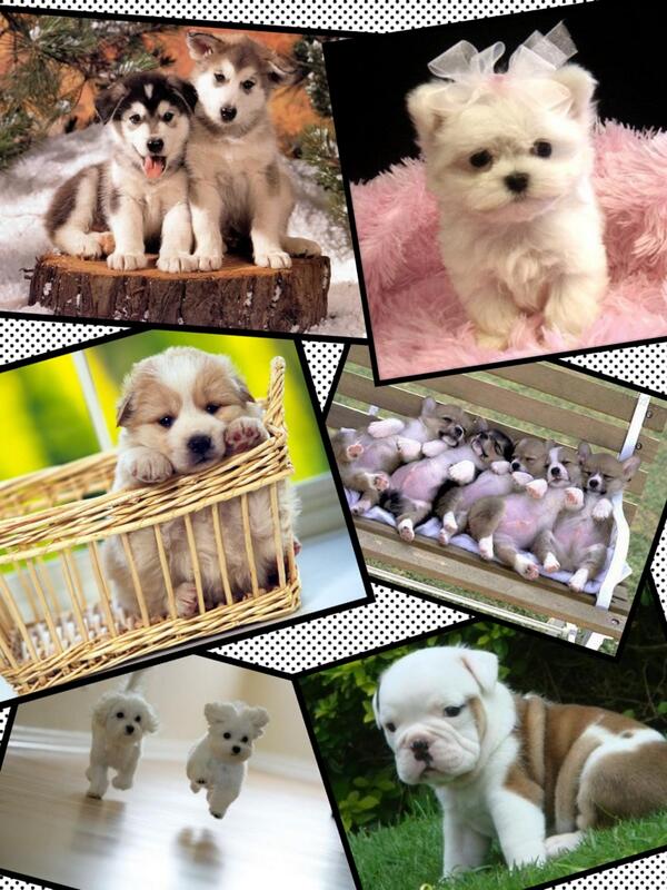Foofis123's tweet photo. I created this collage! http://t.co/jvWycoqkdt via @PicCollage http://t.co/kzjih9XjLq