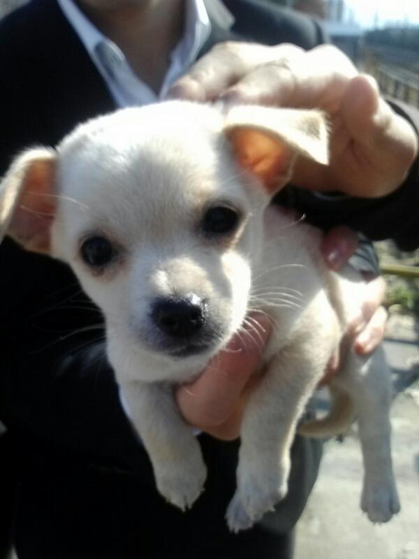 desire9329's tweet photo. 귀여운 강아지^-^ http://t.co/3GWbPgcPD8
