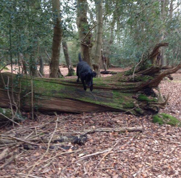 NewForestDog's tweet image. This is me practicing more rustic agility - I'm really good! #notmodest