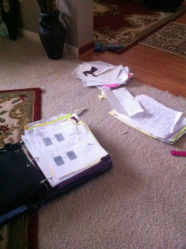 NicaeliT's tweet photo. Ok my dog literally ate my homework http://t.co/pR5q65ARWV