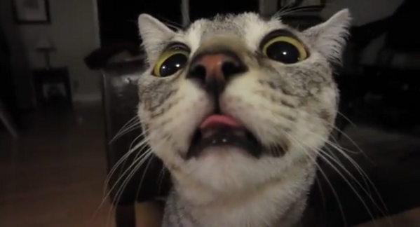 SarahLapointe's tweet photo. @Jessewelle @PhillyChic5  hahaha Nylah <3 http://t.co/NFtFz5B5pB