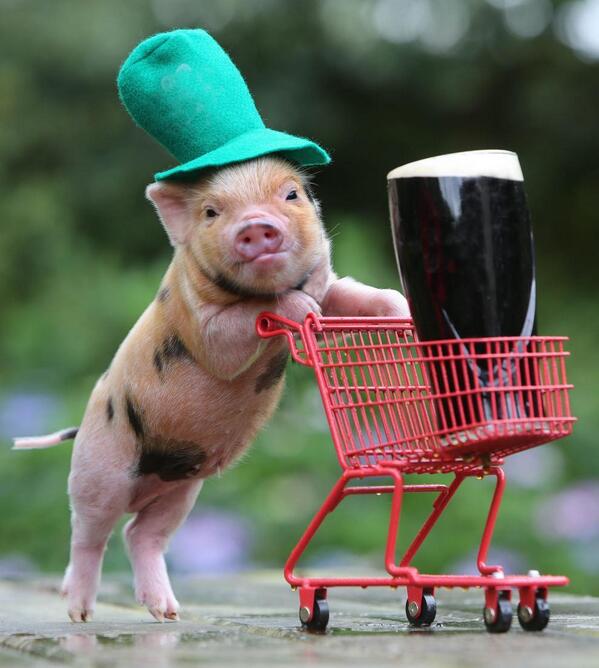 ParkerAngel's tweet photo. Happy St. Patrick's Day! Here's a pic of a baby pig in a leprechauns hat out shopping for Guinness…your welcome. http://t.co/3HVWYYUCWZ