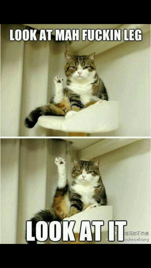jedajuko's tweet photo. My little lady @Teriiaann sent me this. #Cats are so funny. #lol #funny #funnyanimals http://t.co/V0yUnl2SQs