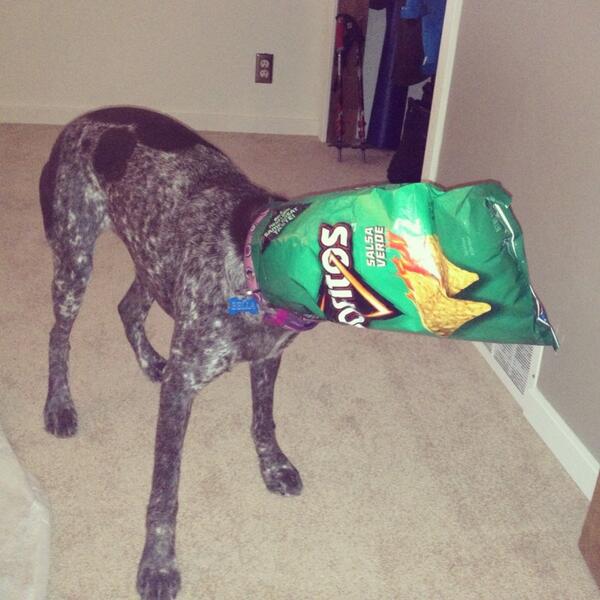 NicoleAPena's tweet image. Happy St. Patricks Day from Bella! #yumyumgarbage #peeg