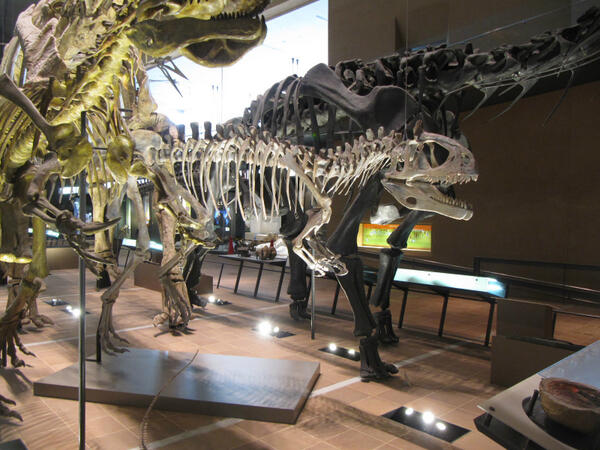 国立科学博物館開館100周年記念古生物シリーズ『恐竜』 ブロント