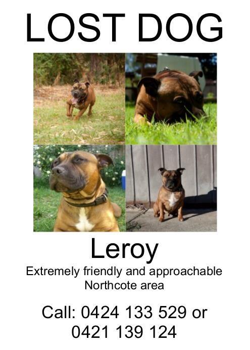 KayeWaterhouse's tweet photo. Leroy is missing since 14th March in #Northcote. Microchipped, registered, name-tagged. Please RT!! #missingdog http://t.co/kuAG03jwbt