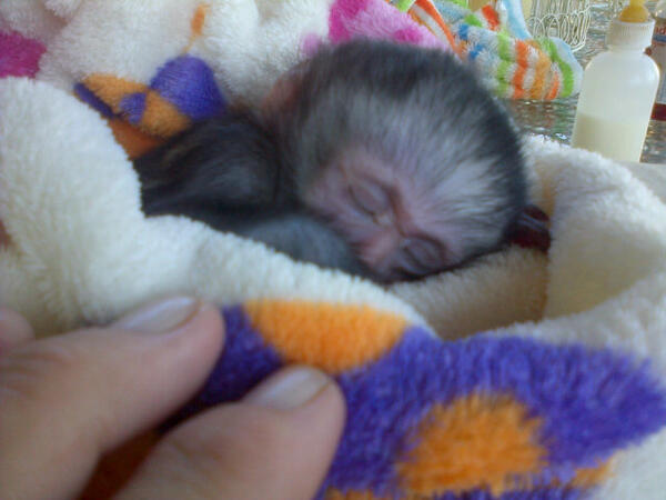 UMSIZI VERVET RESCUE tweet media