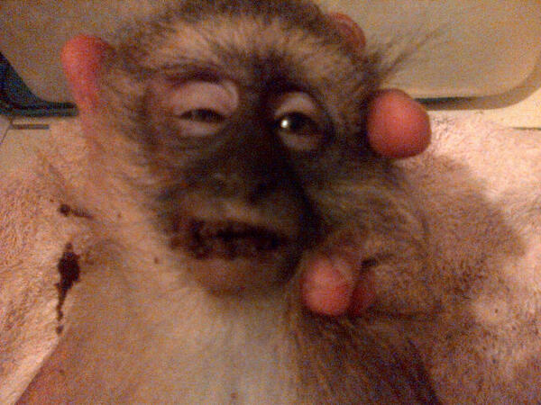 UMSIZI VERVET RESCUE tweet media