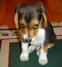 AlitaTaylor5's tweet image. @Cpt_AHan #pooped #asaverb #notanadjective