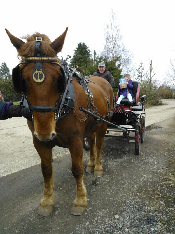 @haven Evelyn+brochure,Grampi and John Boy.JB is a rare Suffolk Punch heavy horse,training for this years show season
