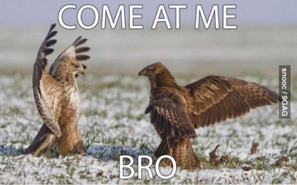 TheBrosCode's tweet image. Come at me, bro!