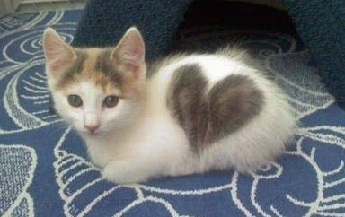 恋愛運アップキャットです。これをリツイートしていけば恋愛運向上！？こんな猫家にいたらいいのになぁ・・。