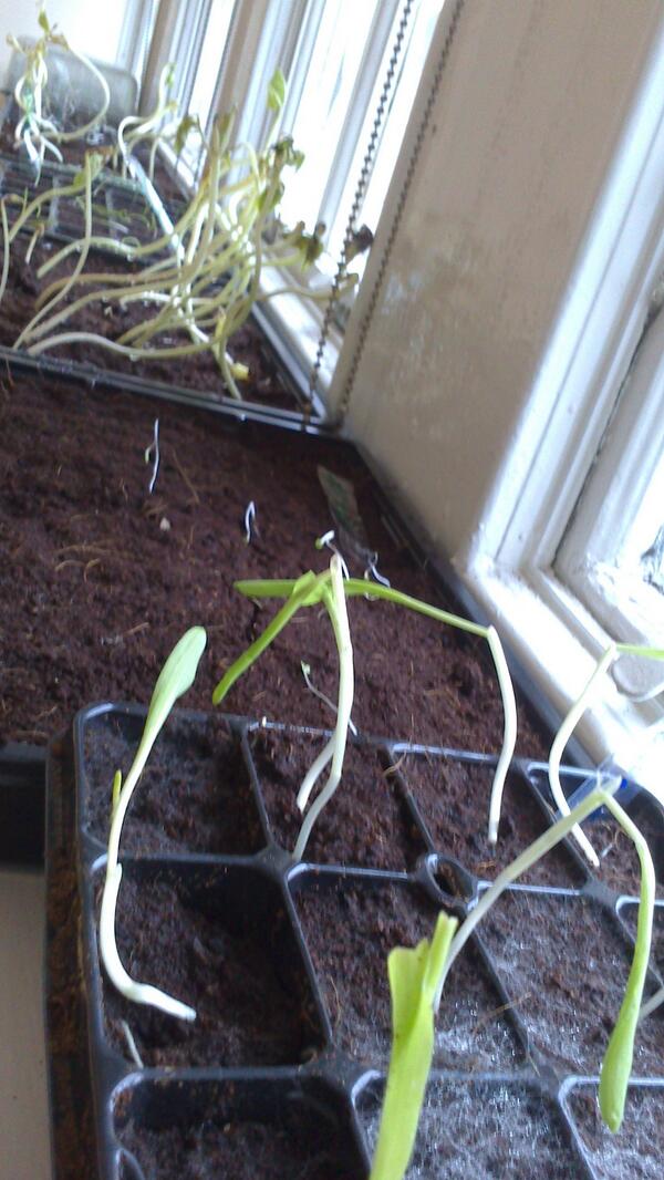 MaryhillClimate's tweet photo. Office is becoming a bit of a jungle! #spring #growyourown http://t.co/HwpqRvF1wL