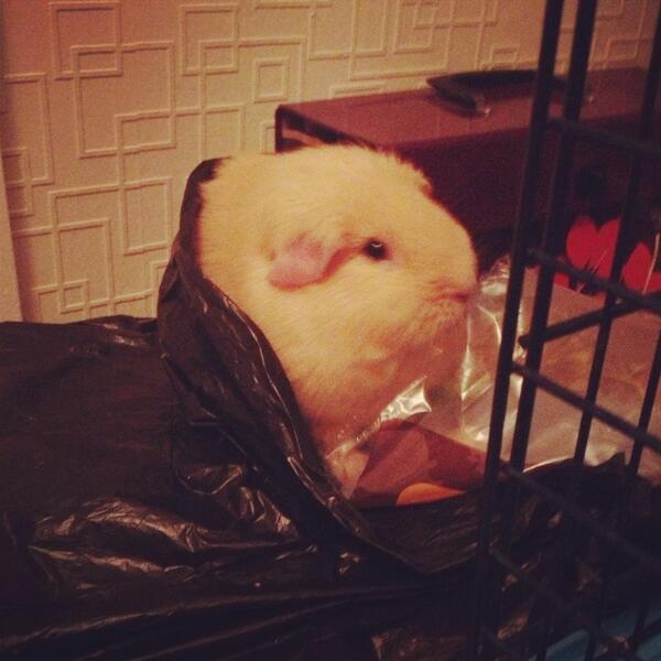 Natalie Jayne Lawlor tweet media