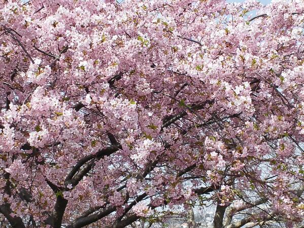 takataka615's tweet photo. 手賀沼ウォーキング途中で見つけました
桜満開だったよ http://t.co/1TbGTQmHEv