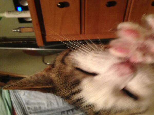 Follow me on Instagram if you like cats and bmx. Check my cat waving at the camera <a href="/krisskyle/">krisskyleiloveyou</a>