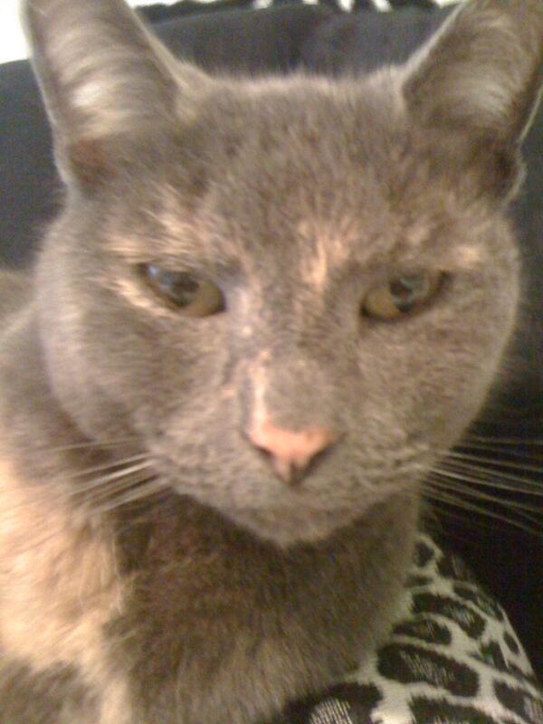 amkitchen's tweet photo. RIP Nalla girl #bestcatever #onlycatilike #diva #simbasgirl http://t.co/iJHRqjIXDd