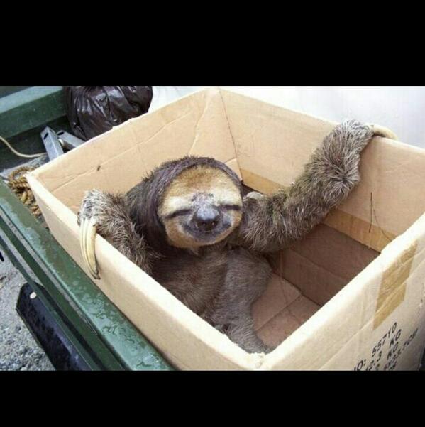 RatchetSloth's tweet photo. I don't eat the box, I go all the way in it. http://t.co/I3IFOctrkb