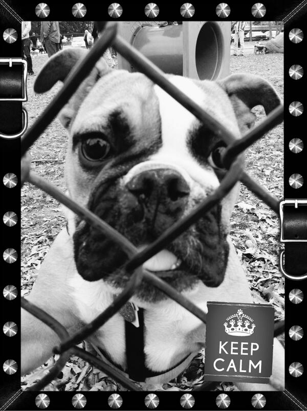 fido_FOTO's tweet photo. Monday got you down?  Keep Calm and get your fidoFOTO on! ;-) http://t.co/HZmX9VzLqc