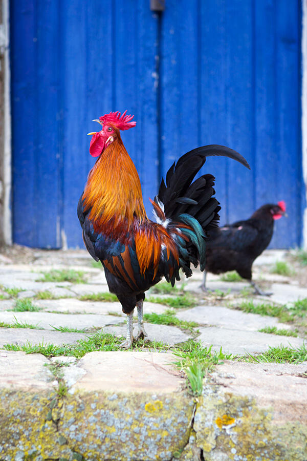 tartinegourmand's tweet image. The Rooster and his black chick--following him everywhere #sicily #casevecchie #italy #workshop @FabriziaLanza