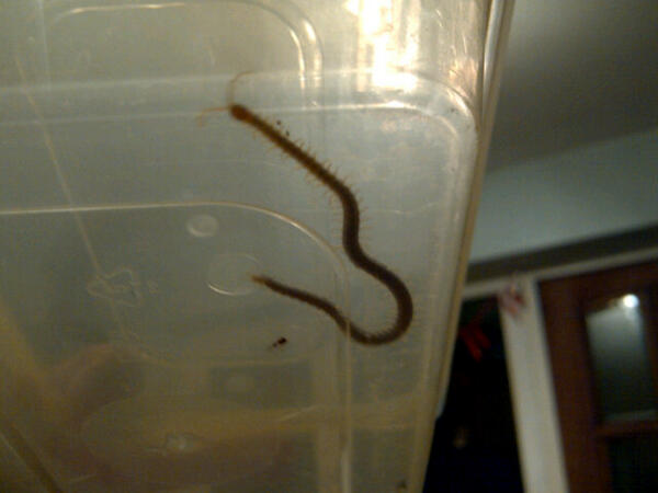 oliviabakes's tweet photo. Ewww found this beauty on my towel tonight. Millipede or centipede? #didnotexpecttofindhim http://t.co/iE6SWBJktp