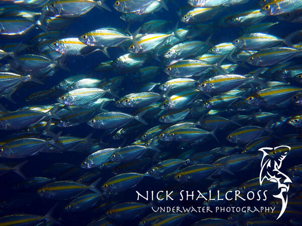 NickShallcross's tweet photo. Schooling Fish
#scuba #underwater #photography #doyouinspire #fridayfotos #photo #nature http://t.co/pDVB4u5x7j