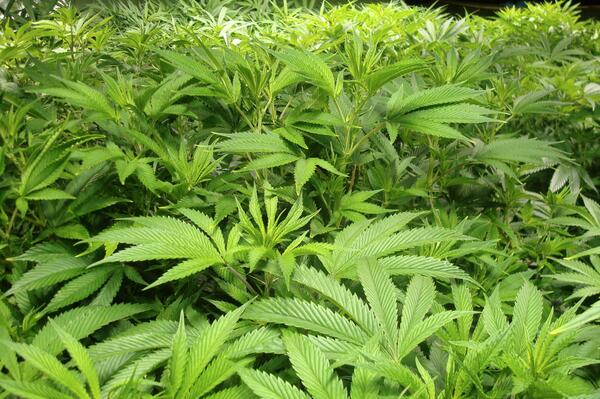 MagicGoats's tweet image. Taking young, healthy moms to Organicann Santa Rosa now. Great @DHNClones, @HHCOAK genetics, our tender care, sweet.