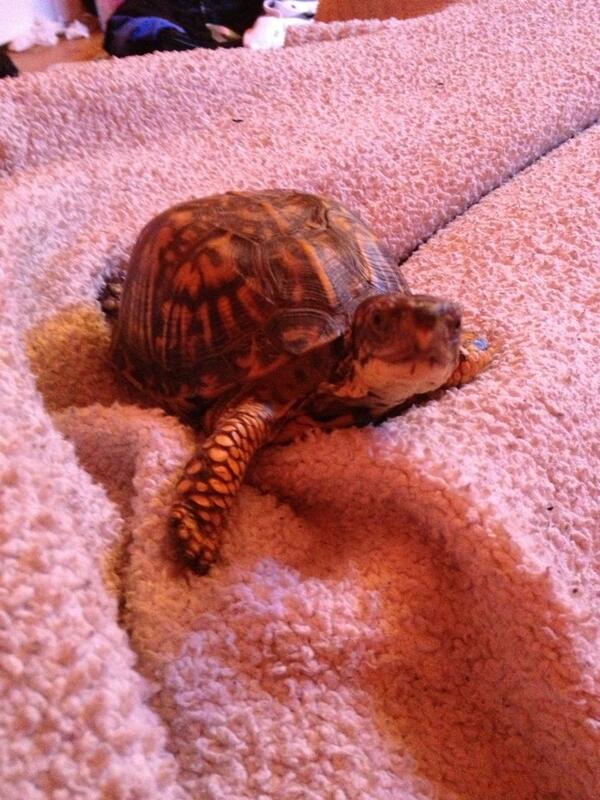 balladofcorin's tweet image. Stop staring at me and cuddle me franklyn! Im sick and want some turtle lovin 🐢 #ownerproblems