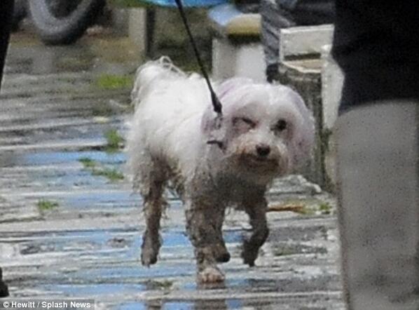 Celebrity_Dog's tweet photo. Daisy Lowe gets caught in the rain as she takes dog for a walk in London http://t.co/vQEfXOPIYx @MailOnline http://t.co/FLdg6NplCy