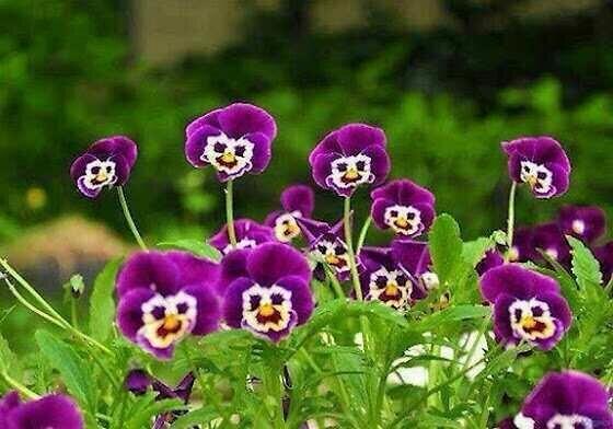 굿모닝^^ RT <a href="/byhee_100/">백_향</a>: *^__^*RT <a href="/jongd6/">바^카^라//MX5050.COM</a>: 꽃들도 웃고 있는데 감히 사람들이 웃을줄을 몰라??RT <a href="/naturesy09/">달빛나래</a>: RT "<a href="/hanamijugi/">hanamijugi</a>: 트친님들. 웃어 보아요. "