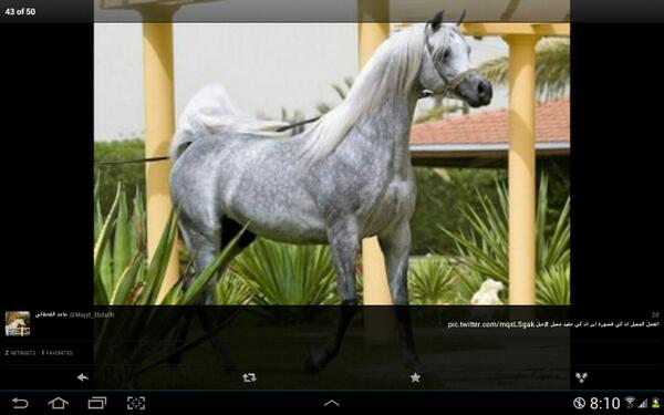 Mohammed_135's tweet photo. الفحل الجميل ان كي قصوره http://t.co/Zo5owobu2l
