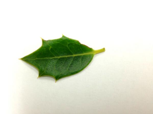 mulbora tweet picture