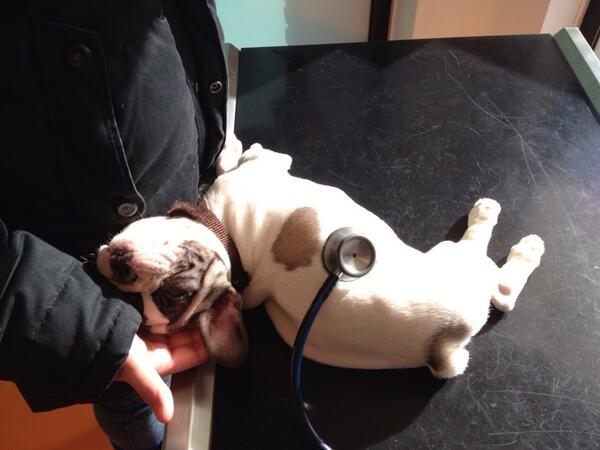 Zo'n #dierenarts kan soms zo vermoeiend zijn. #pup