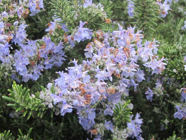 Aromas a Flor de Romero en el #Enoturismo #Bodega #Rioja #Vino  urbinavinos.com/enoturismo