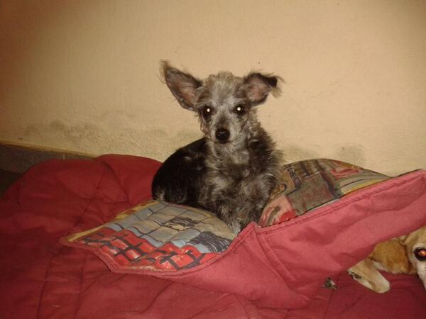 Priscila Felix (@felixpriss) on Twitter photo 