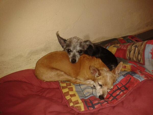 Priscila Felix (@felixpriss) on Twitter photo 