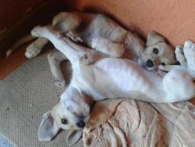 Priscila Felix (@felixpriss) on Twitter photo 