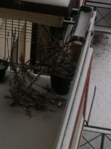 lubo78's tweet image. “@duanna71: I was right - Xmas is coming not Easter #neighbourknows http://t.co/wxkjiykl4M” #3has!!!